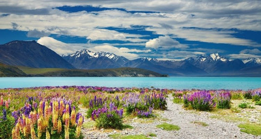 What is the most popular wine in New Zealand?