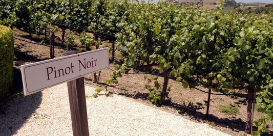 The Varietal of the Season - NZ Pinot Noir