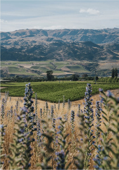 Amisfield Central Otago Pinot Noir 2022